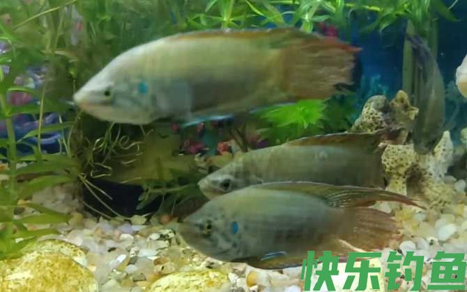 中国斗鱼是什么鱼