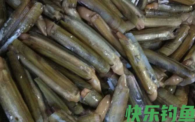 竹蛏是什么动物
