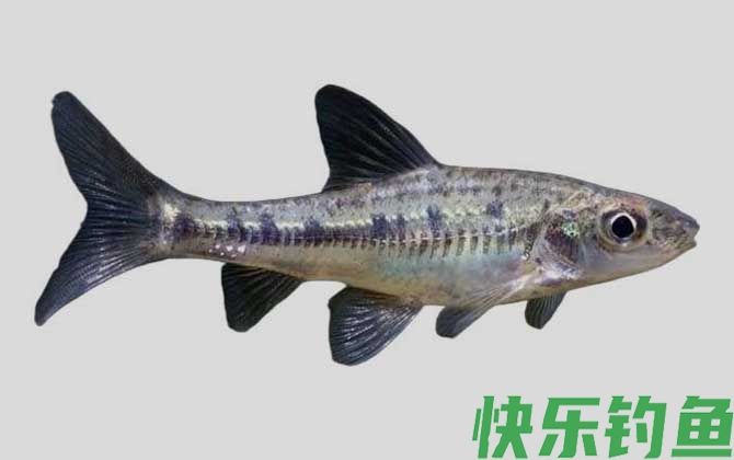 巴氏银鮈是什么鱼