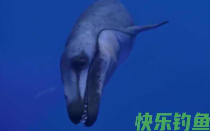 龙王鲸灭绝了吗