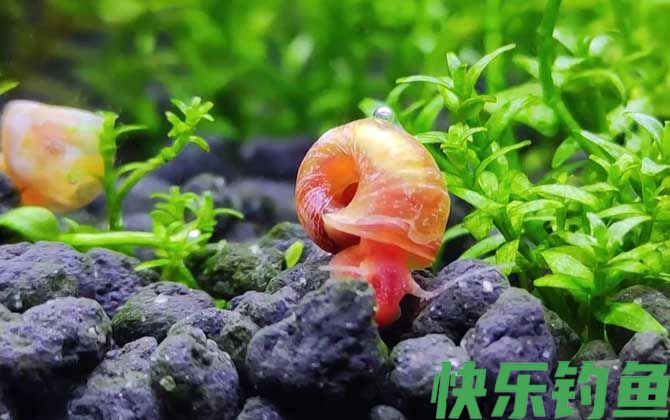 苹果螺对鱼有什么危害