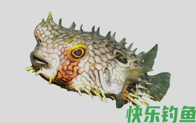 安地列斯短刺鲀是什么鱼