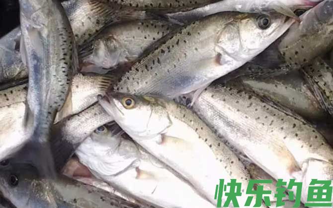 海鲈鱼是什么鱼