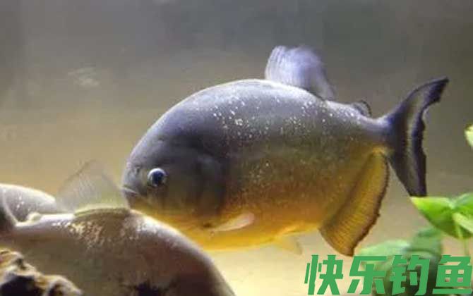 水虎鱼的寿命有多长