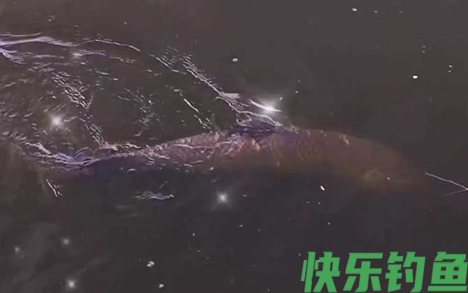 大青鱼一般藏在多深的地方