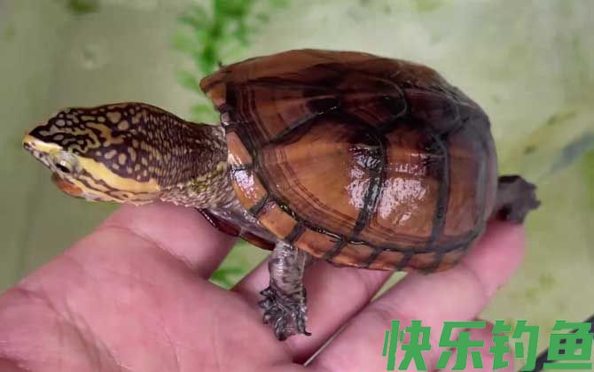 果核蛋龟是什么龟