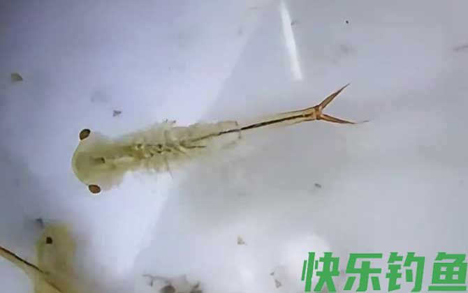 丰年虾最简单的孵化方法