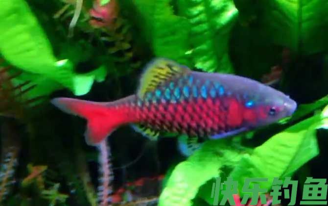 钻石彩虹鲫是什么鱼