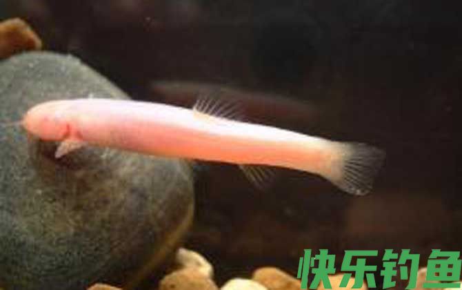 紫色金线鲃是什么鱼