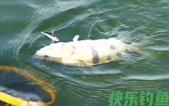 鳜鱼产卵期是几月份