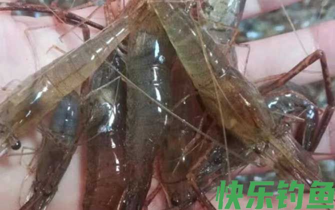 日本沼虾和罗氏沼虾的区别