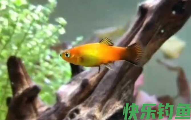 月光鱼一胎可以生几只