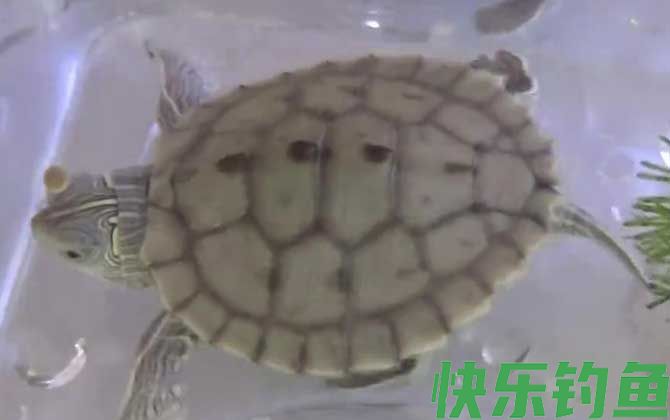 地图龟可以冷水过冬吗