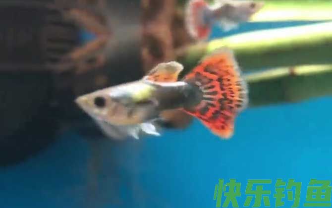 孔雀鱼多久繁殖一次