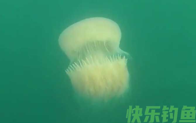 赤月水母是什么动物