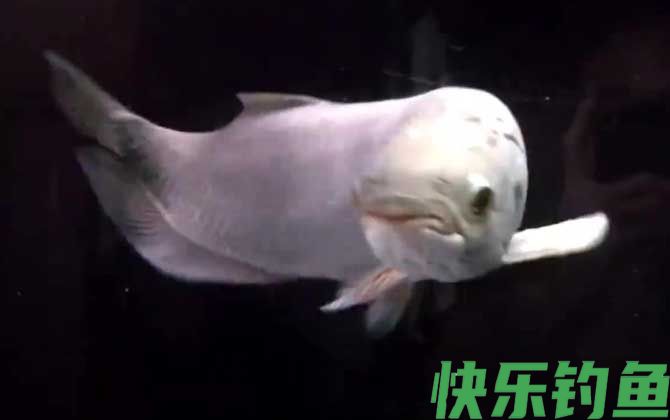 银龙鱼吃什么饲料最好