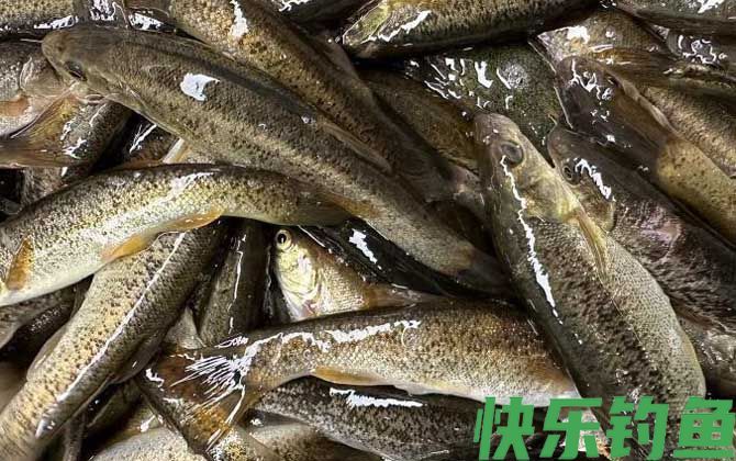 拉氏鱥是什么鱼