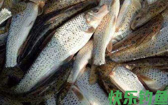 花骨鱼是什么鱼