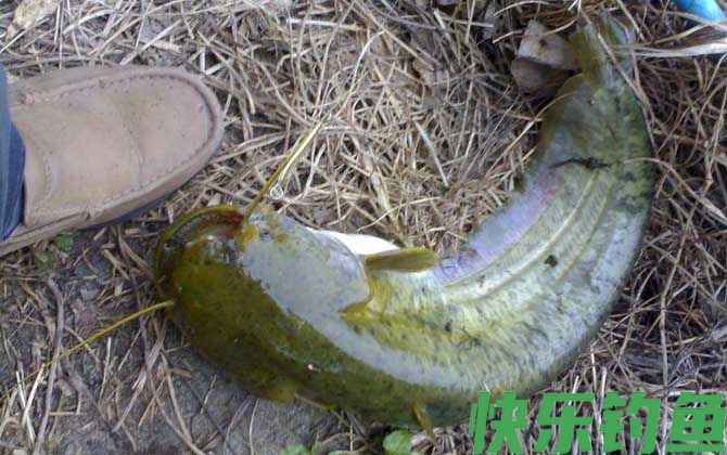 鲶鱼为什么不能吃