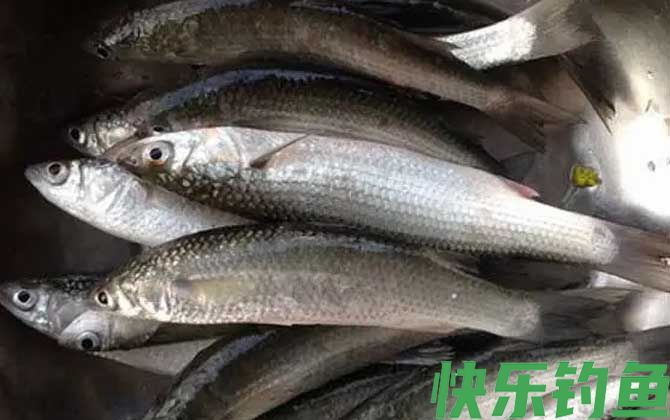 白眼鱼是什么鱼