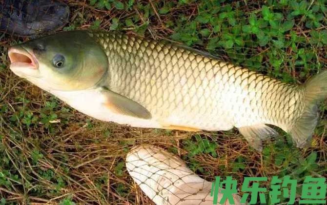 鱼缺氧的症状有哪些