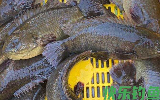 攀鲈鱼价格多少钱一斤