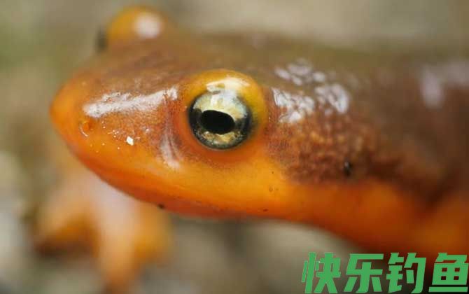 蝾螈毒素和河豚毒素一样吗