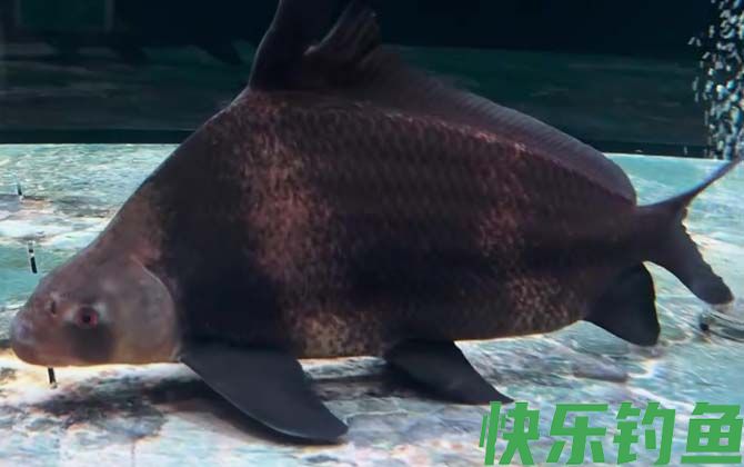 一帆风顺鱼是什么鱼