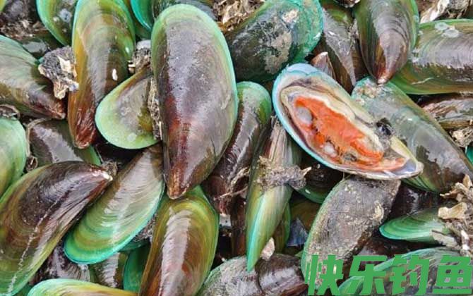贻贝和青口贝的区别