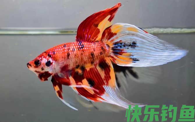 马尾斗鱼什么鱼