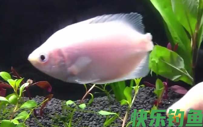 接吻鱼为什么接吻