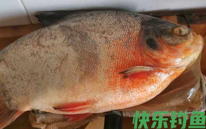 红鲳鱼和鲳鱼的区别
