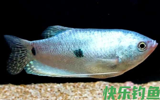 曼龙鱼怎么养才能养活