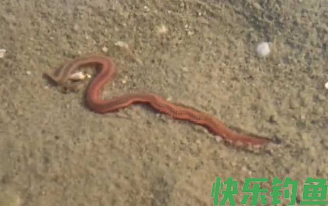 沙蚕在淡水里能活吗