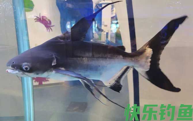 成吉思汗鲨能长多大