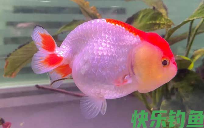 金鱼翻肚子是什么原因