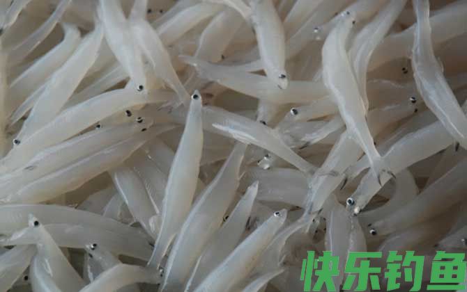 白肌银鱼是什么鱼