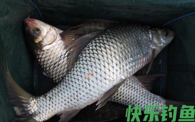 鲮鱼是海鱼还是淡水鱼