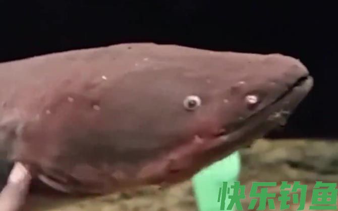 电鳗可以用来发电吗