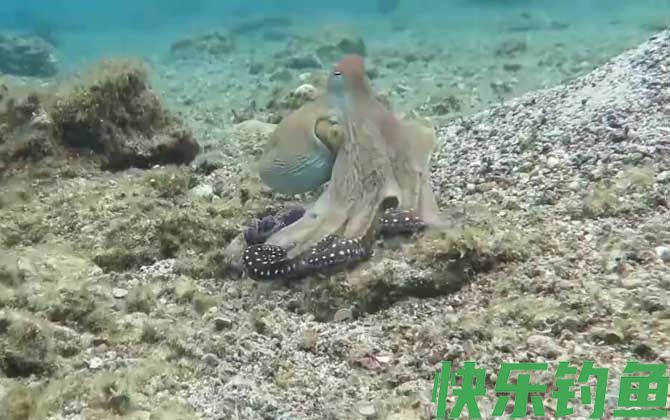 八爪鱼是什么动物