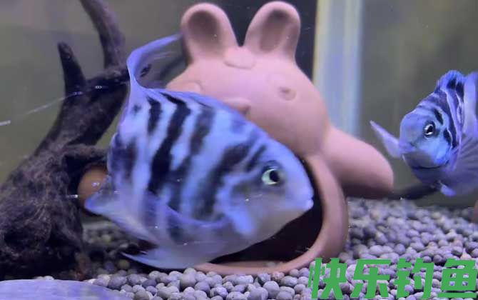 迷你鹦鹉鱼是什么鱼
