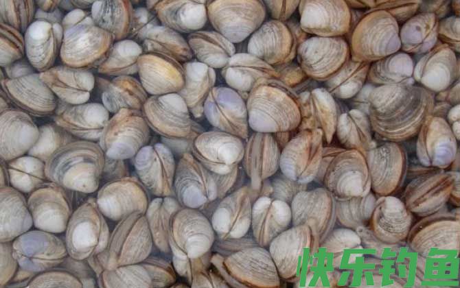 白蛤是什么动物