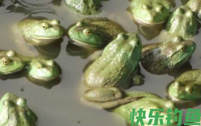 美国青蛙是什么动物