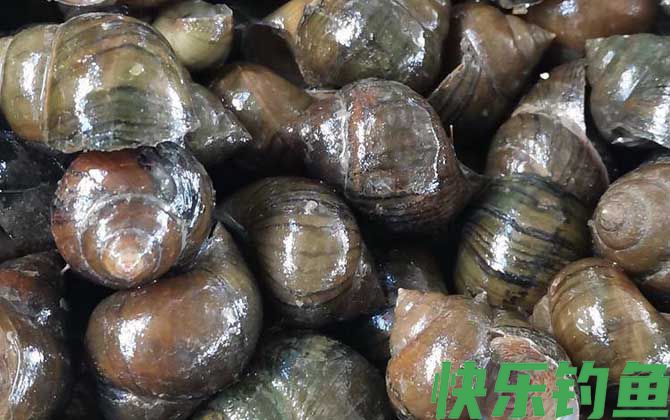 为什么大田螺不能吃