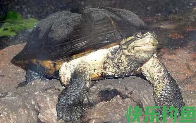 安南龟是什么龟