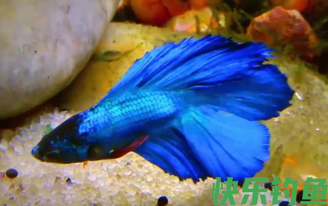 纯净水可以养鱼吗