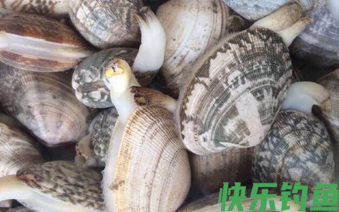 花蛤是海鲜吗
