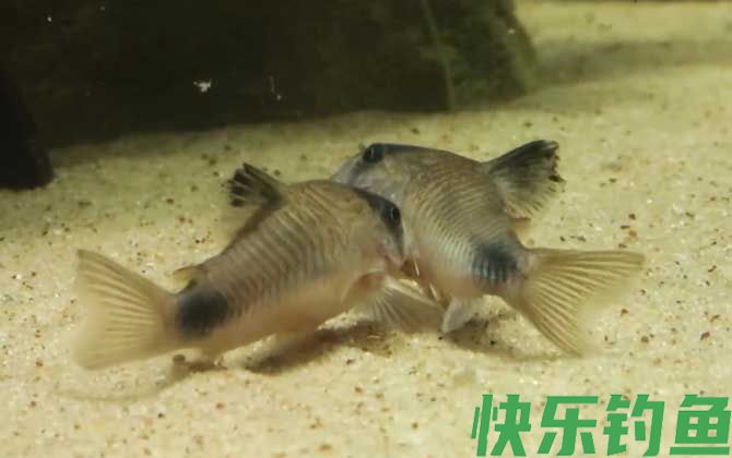 鼠鱼会咬其他鱼吗