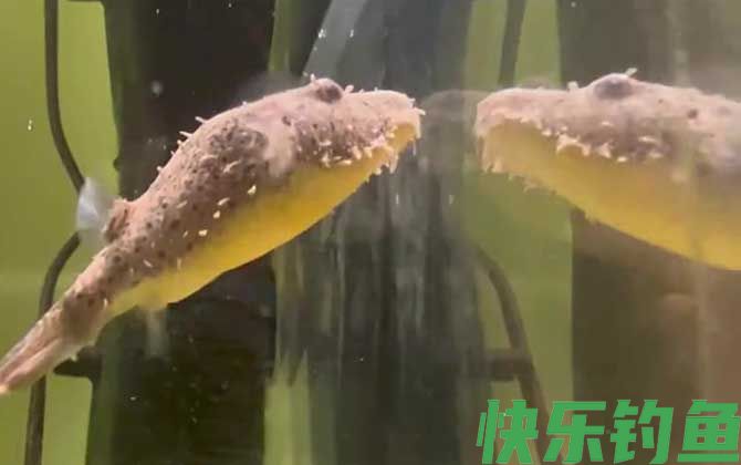 河豚是鱼类还是哺乳动物