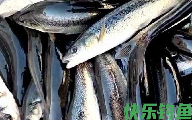 柳根鱼学名叫什么